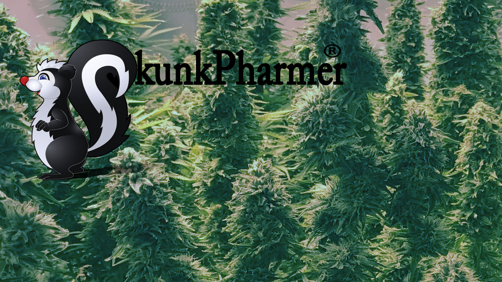 w3layouts Indoor grow room 420 air conditioning