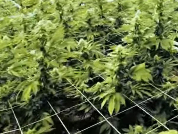 Cannabis grow room lighting
