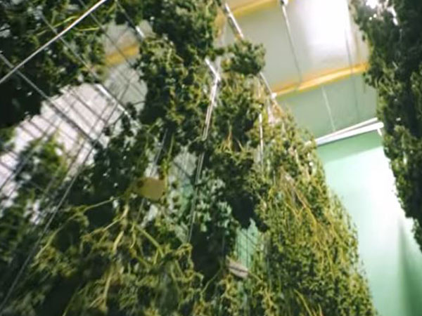 Indoor Cannabis grow room 420 lighting